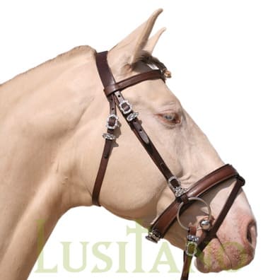 Combined Portuguese-English bridle B