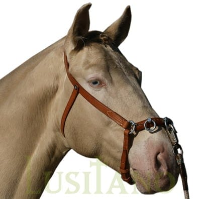 Portuguese lunging cavesson