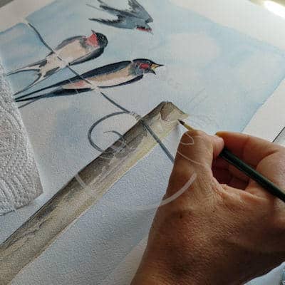 Barn swallow Print